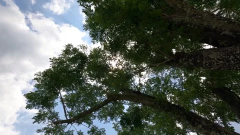 Bali Midday Sky With Soft Clouds – Tropical Atmosphere Stock Footage 321436939