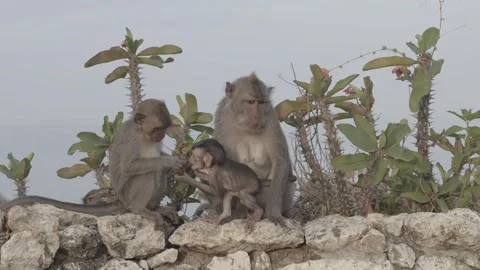Bali monkey Stock Footage 257387677