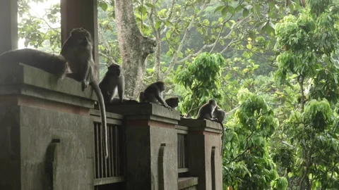 Bali Monkey Forest Ubud primates wildlife over structure tropical forest Vídeo Stock 310181152