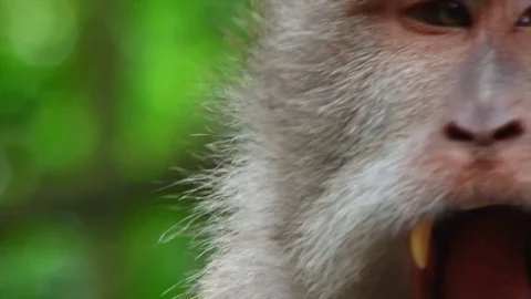 Bali Monkey Forest Yawn Stock Footage 83555587