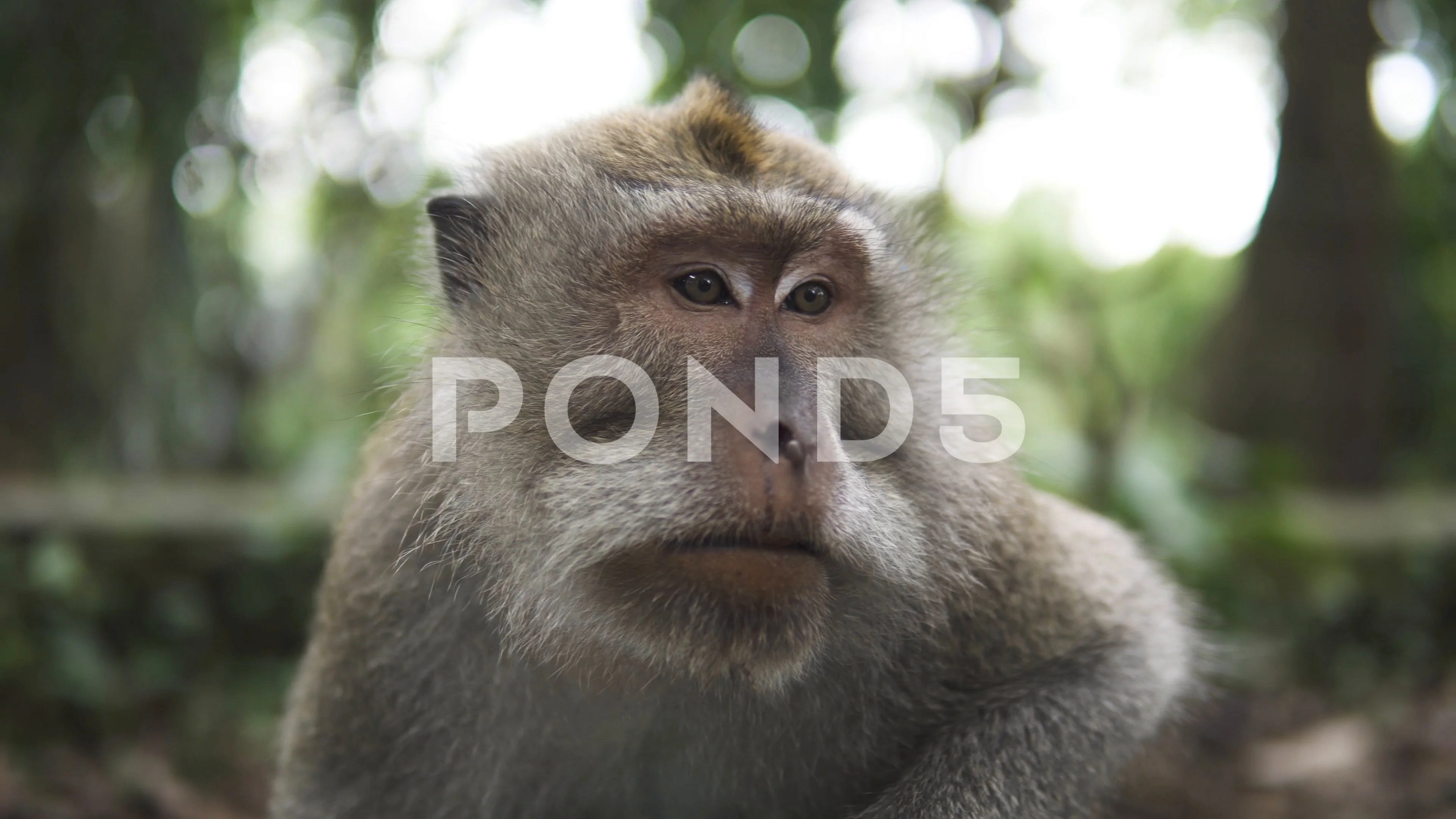 A close up picture of a balinese monkey