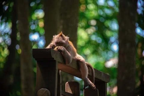 Bali monkey resting on the railing in the vibrant jungle scenery during midday Stock Photos