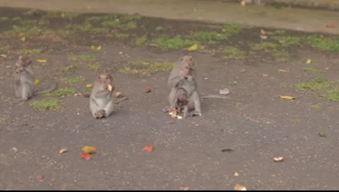 Bali monkeys eating Video stock 8851641