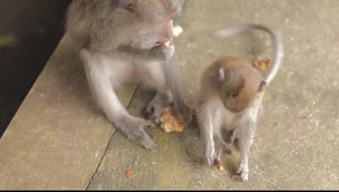 Bali monkeys feeding Video stock 8853578