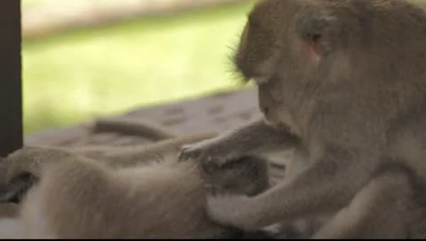 Bali Monkeys Video stock 8851548