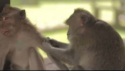 Bali Monkeys Video stock 8851601