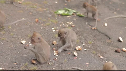 Bali monkeys Stock Footage 8851623