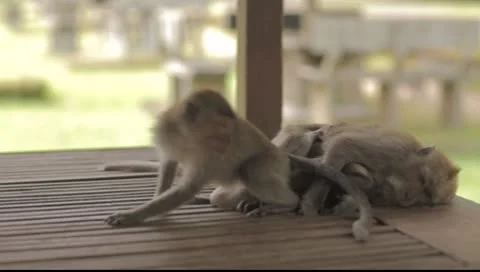 Bali Monkeys Video stock 8851692