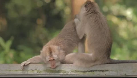 Bali Monkeys Stock Footage 8853597