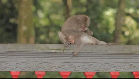 Bali monkeys Stock Footage 8853628