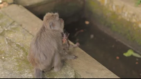 Bali Monkeys Stock Footage 8853671