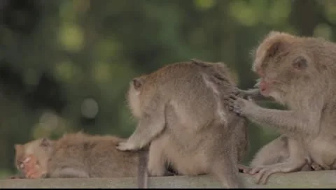 Bali monkeys Stock Footage 8853715