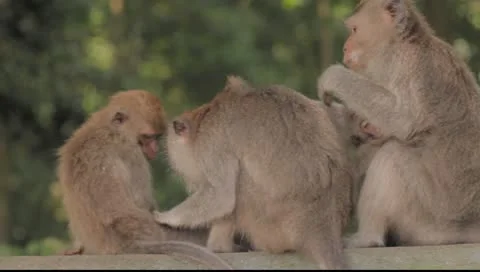 Bali Monkeys Grooming Stock Footage 8853704