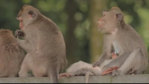 Bali Monkeys Grooming Stock Footage 8853783