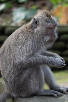 Bali Monkeys at monkey forest Stock Photos