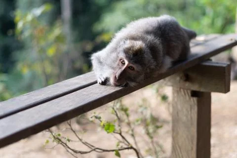 Bali Monkeys at monkey forest Stock Photos