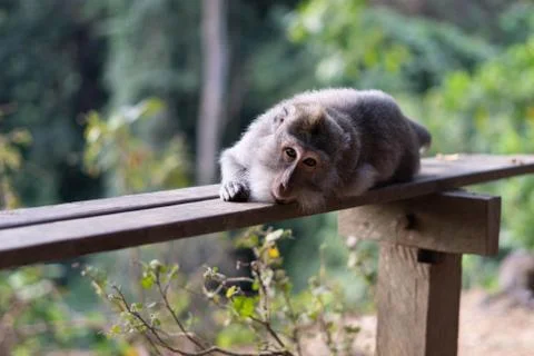 Bali Monkeys at monkey forest Stock Photos