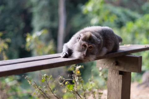 Bali Monkeys at monkey forest Stock Photos