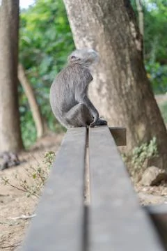 Bali Monkeys at monkey forest Stock Photos