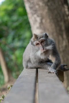 Bali Monkeys at monkey forest Stock Photos