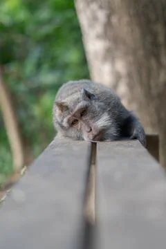Bali Monkeys at monkey forest Stock Photos