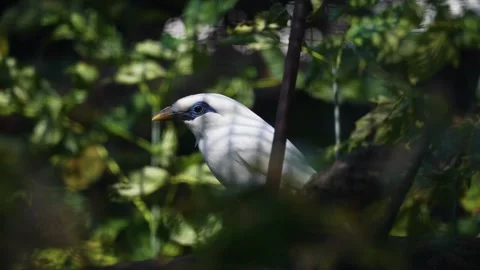 The Bali myna bird close up. Stock Footage 252151127