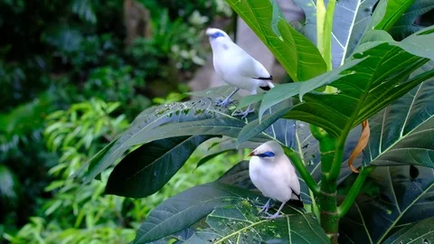 Bali myna Stock Footage 81656702