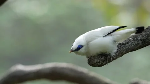 Bali Myna Stock Footage 150533842