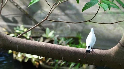 Bali Myna Stock Footage 150534000