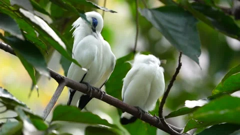 Bali Myna Stock Footage 150534166