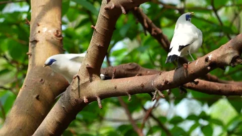 Bali Myna Stock Footage 150549379