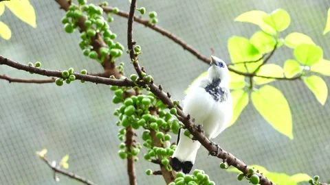 Bali Myna Stock Footage 150549389