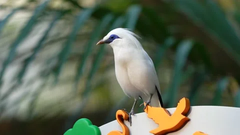 Bali Myna Stock Footage 163436793