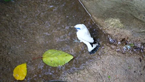 Bali Myna Stock Footage 163512989