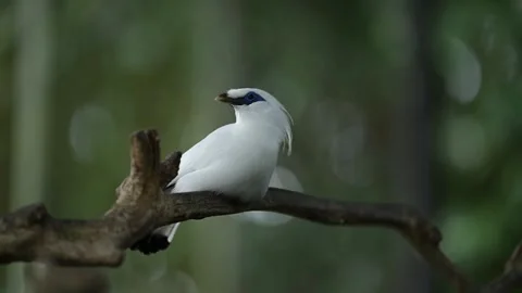 Bali Myna Stock Footage 247303924