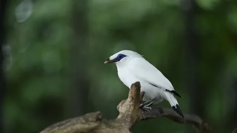 Bali Myna 動画素材 247303950