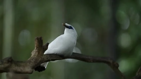 Bali Myna Stock Footage 247303953