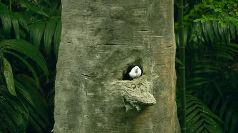 Bali Myna Nesting in Tree Hollow Cavity at Edward Youde Aviary Hong Kong Park Vídeos de archivo 335365659