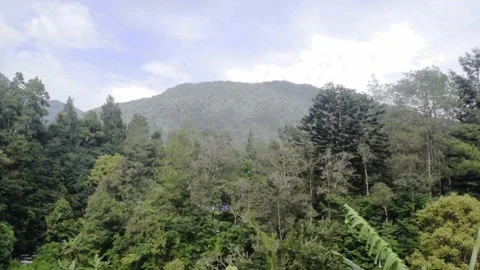 Bali nature calm trees Stock Footage 149906809