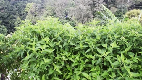 Bali nature calm trees Stock Footage 149907719