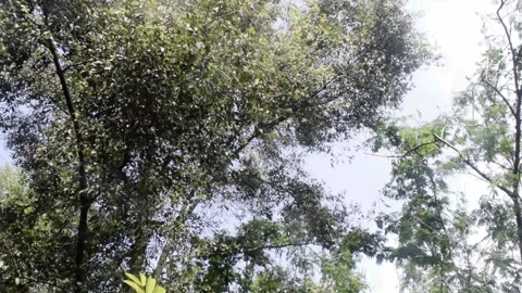 Bali nature calm trees Stock Footage 149910987