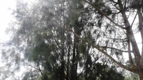 Bali nature calm trees Stock Footage 149951563