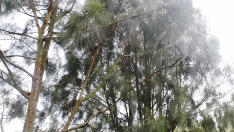 Bali nature calm trees Stock Footage 149951587