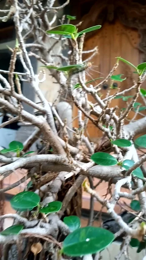 BALI NATURE Stock Footage 219453019