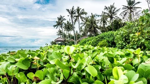 Bali Ocean Side Green Nature Palm Trees Timelapse 4k Stock Footage 70449710