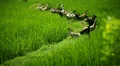 Bali paddy fields - ducks HD Footage