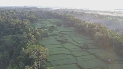 Bali Padi Rice Fields Drone Stock-Footage 280906653