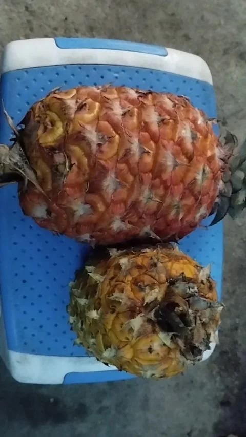 Bali pineapple is big Stock Footage 229554292