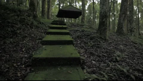 Bali Rainforest hut Video stock 8861327