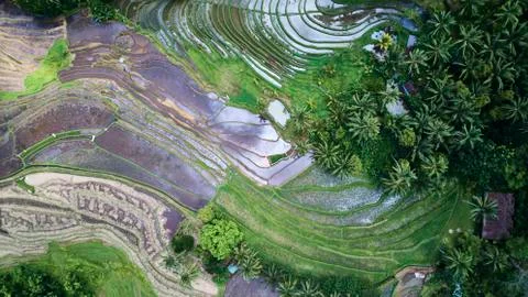 Bali Rice Field Aerial View Stock Photos